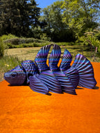 Beta Fish