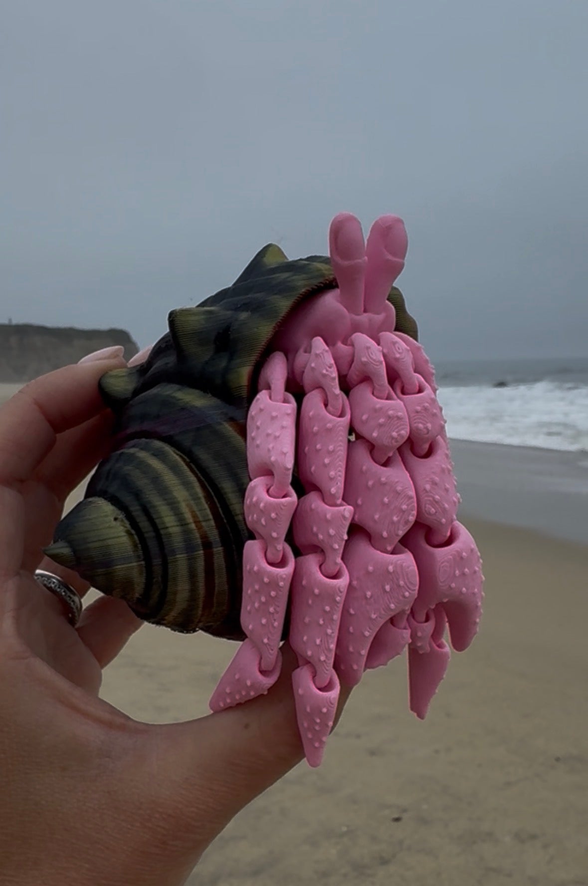 Hermit Crab