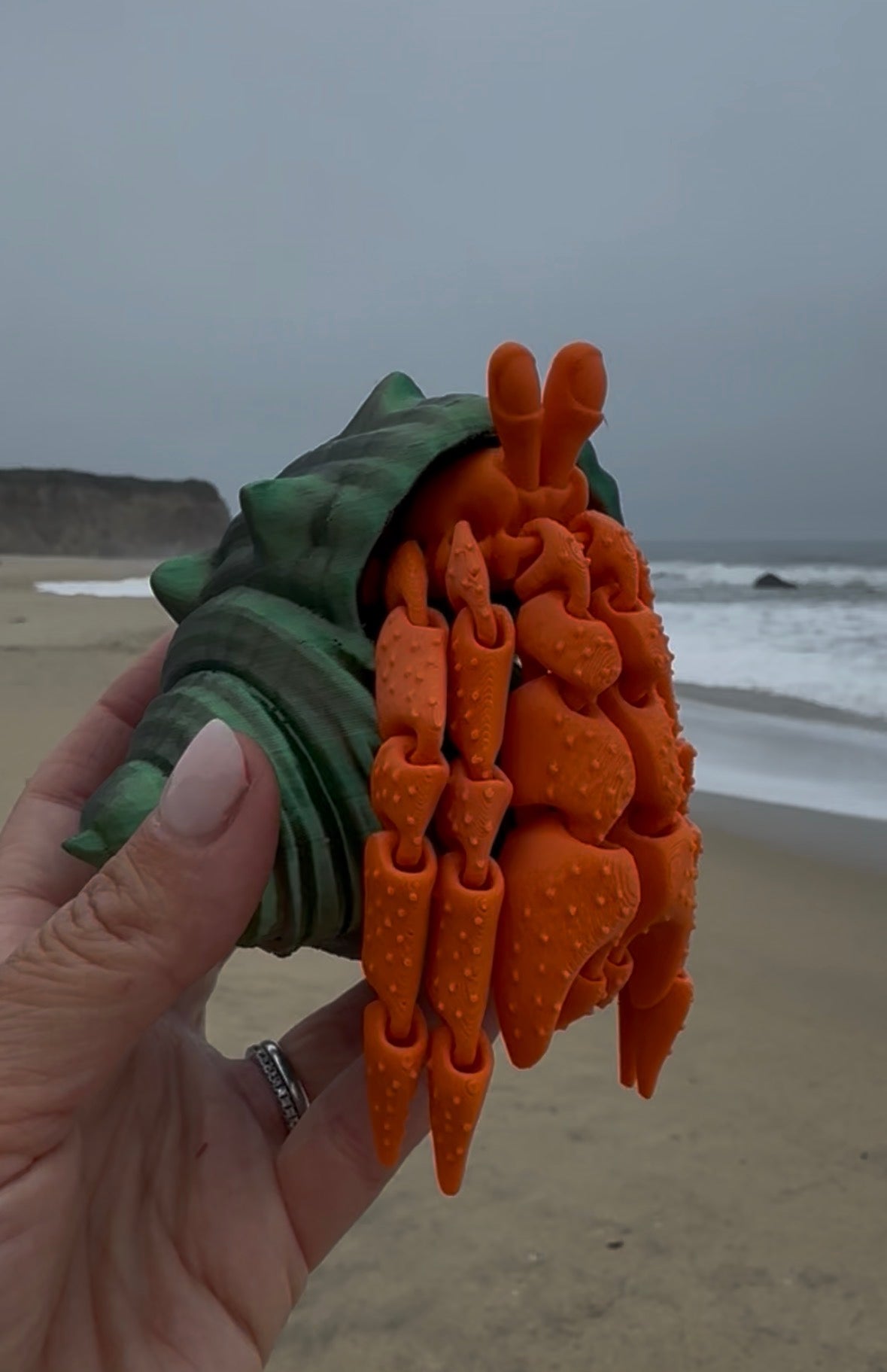Hermit Crab