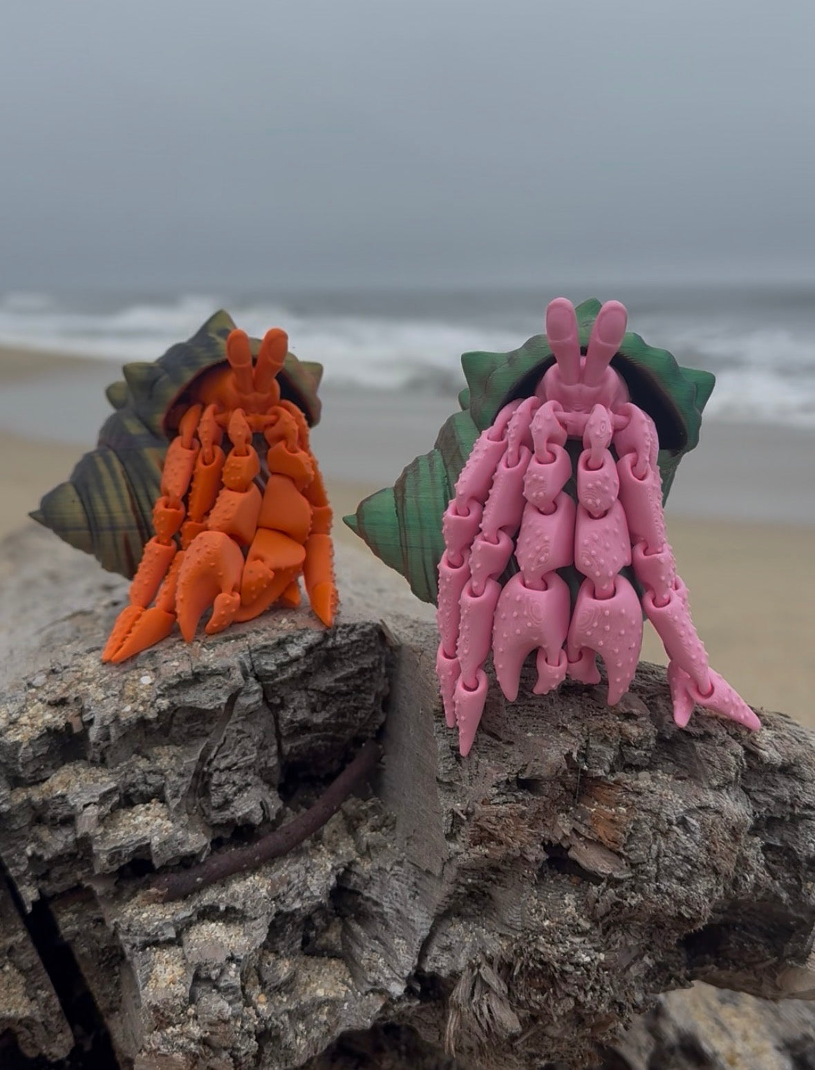 Hermit Crab