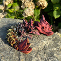 Baby Rose Dragon