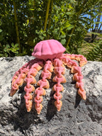 Jellyfish