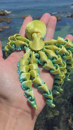 Octopus